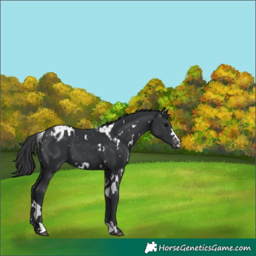 Horse Color:White Spotted Black Appaloosa 