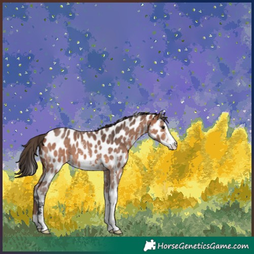 Horse Color:Bay Sabino Appaloosa 