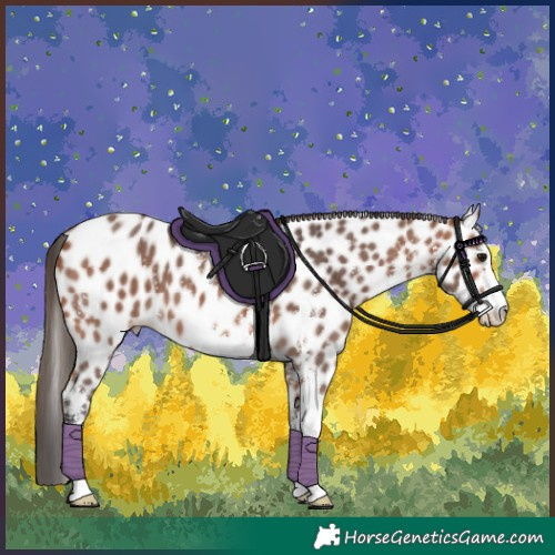 Horse Color:Bay Sabino Appaloosa 
