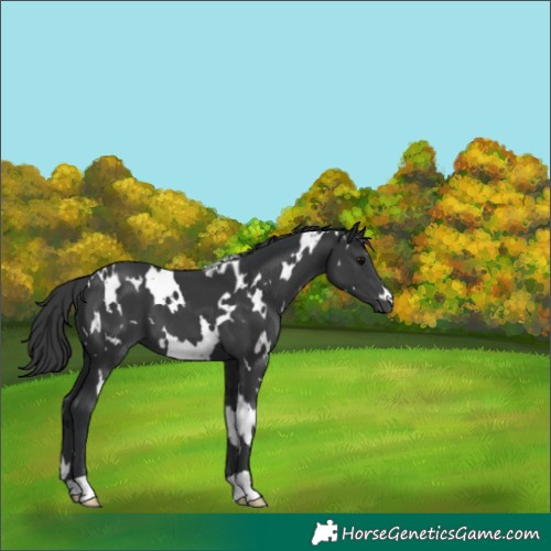 Horse Color:White Spotted Black