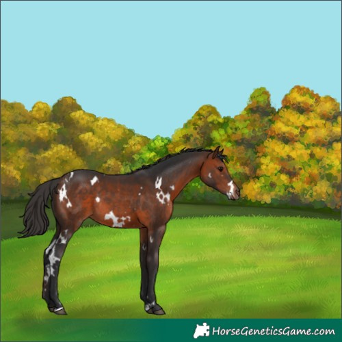 Horse Color:White Spotted Bay Rabicano 