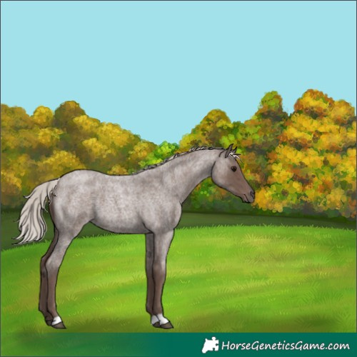Horse Color:Silver Blue Roan 