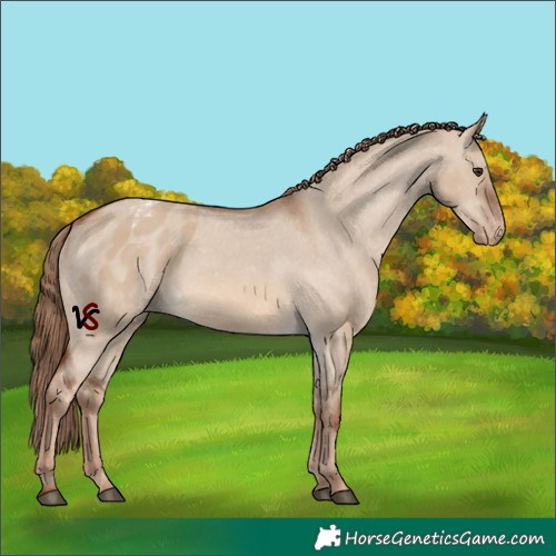 Horse Color:Unknown 
