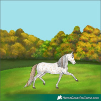 Horse Color:Red Dun Appaloosa Brindle 