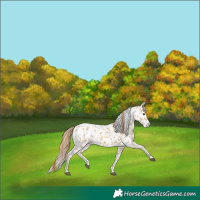Horse Color:Red Dun Appaloosa Brindle 