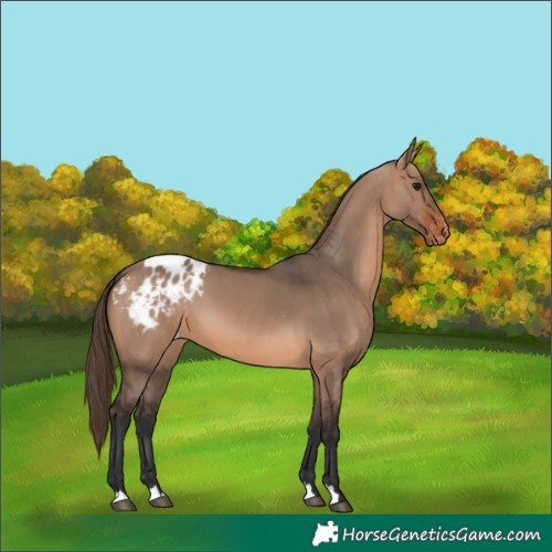 Horse Color:Brown Dun Appaloosa 
