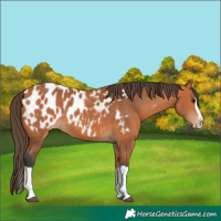Horse Color:Bay Splash Frame Near Leopard 