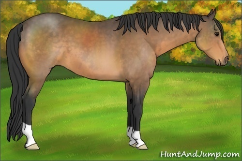 Horse Color:Buckskin 
