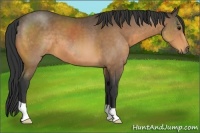 Horse Color:Buckskin 