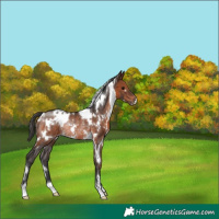 Horse Color:White Spotted Brown Rabicano