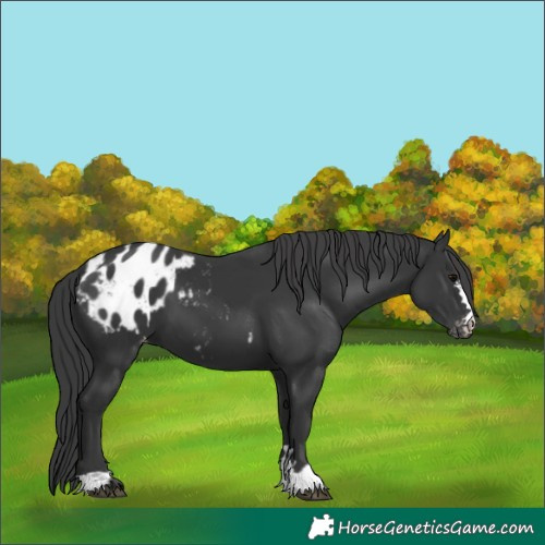 Horse Color:Black Appaloosa 