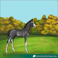 Horse Color:Black Sabino Rabicano