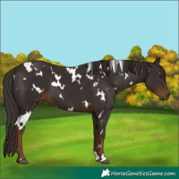 Horse Color:White Spotted Liver Chestnut