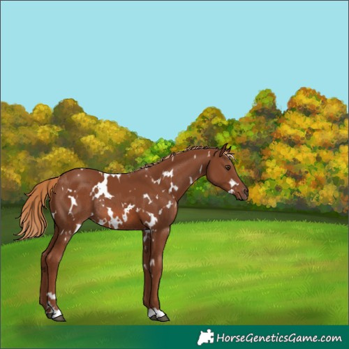 Horse Color:White Spotted Chestnut Rabicano 