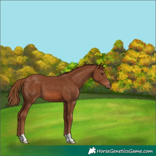 Horse Color:Chestnut 