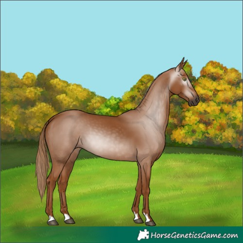 Horse Color:Gray Chestnut 