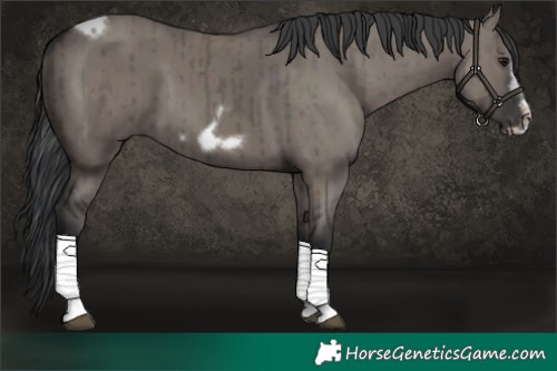 Horse Color:Grullo Tobiano Frame Brindle 