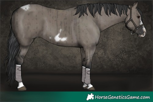 Horse Color:Grullo Tobiano Frame Brindle 