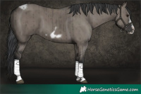 Horse Color:Grullo Tobiano Frame Brindle 