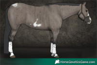 Horse Color:Grullo Tobiano Frame Brindle 