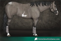 Horse Color:Grullo Tobiano Frame Brindle 