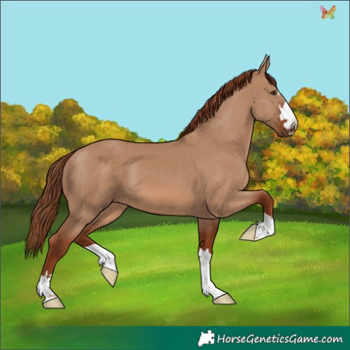 Horse Color:Red Dun 