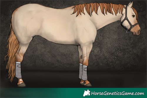 Horse Color:Red Dun Rabicano 