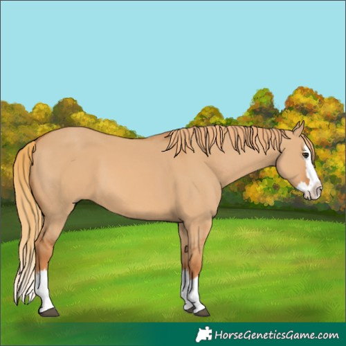 Horse Color:Red Dun Splash 