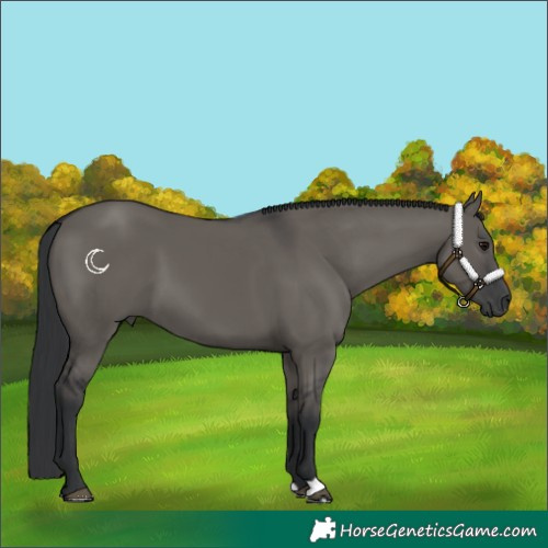 Horse Color:Grullo 