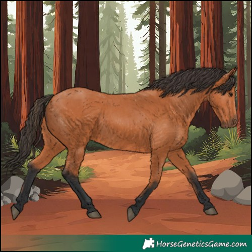 Horse Color:Bay 