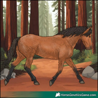 Horse Color:Bay 