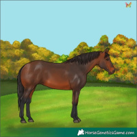 Horse Color:Bay 