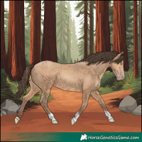 Horse Color:Amber Champagne Tobiano