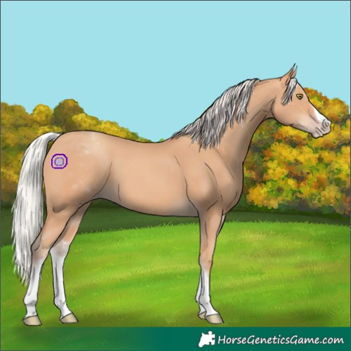 Horse Color:White Spotted Silver Amber Champagne Splash 