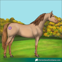 Horse Color:Red Dun 