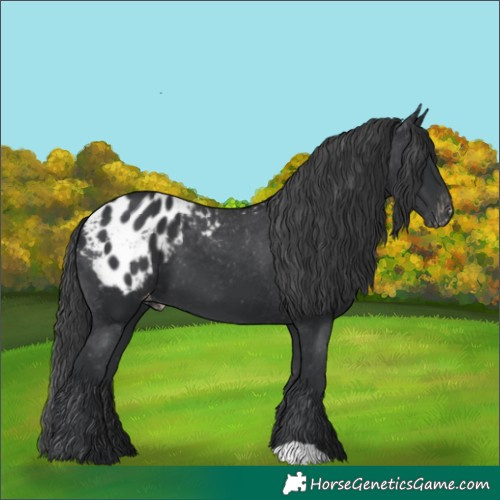 Horse Color:Black Appaloosa 