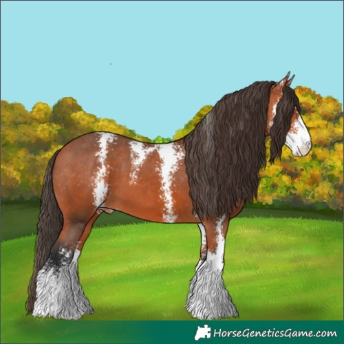 Horse Color:Bay Sabino Varnish 