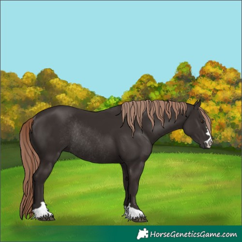 Horse Color:Liver Chestnut Rabicano 