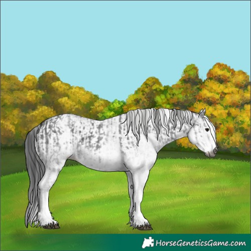 Horse Color:Gray White Spotted Black  and Gray White Spotted Black 