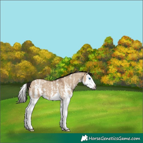 Horse Color:Gray Bay Dun Sabino Splash 