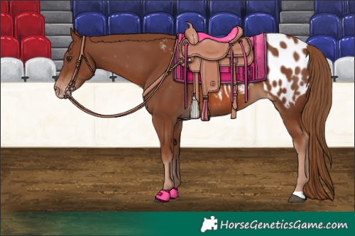 Horse Color:Chestnut Blanket