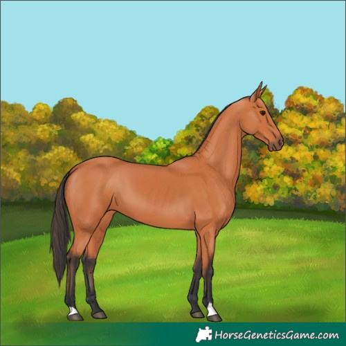 Horse Color:Bay 