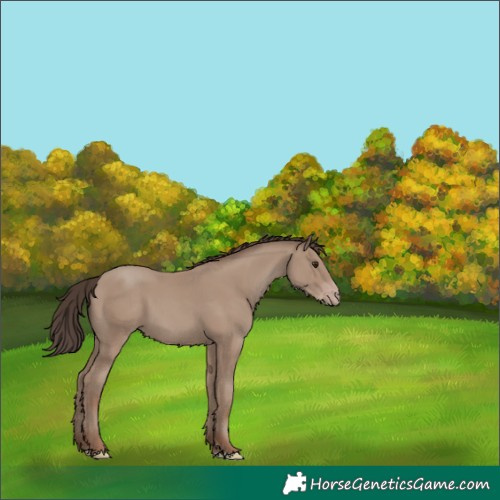 Horse Color:Classic Champagne