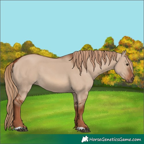 Horse Color:Red Dun 