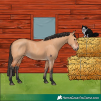 Horse Color:Bay Dun 