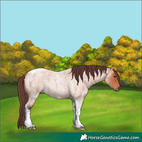 Horse Color:Chocolate Bay Roan Tobiano Rabicano 