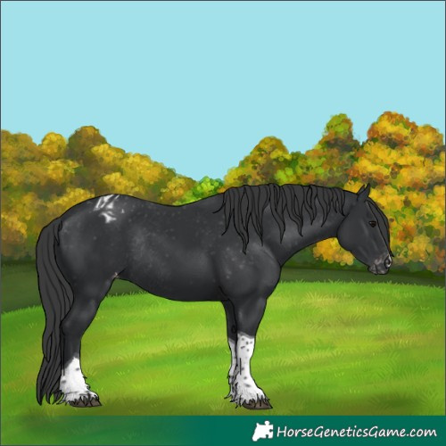 Horse Color:Black Tobiano Varnish Rabicano 