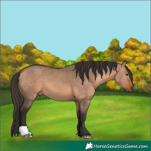 Horse Color:Unknown 