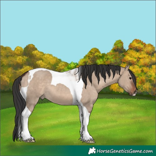 Horse Color:Brown Dun Tobiano 