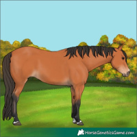 Horse Color:Bay 